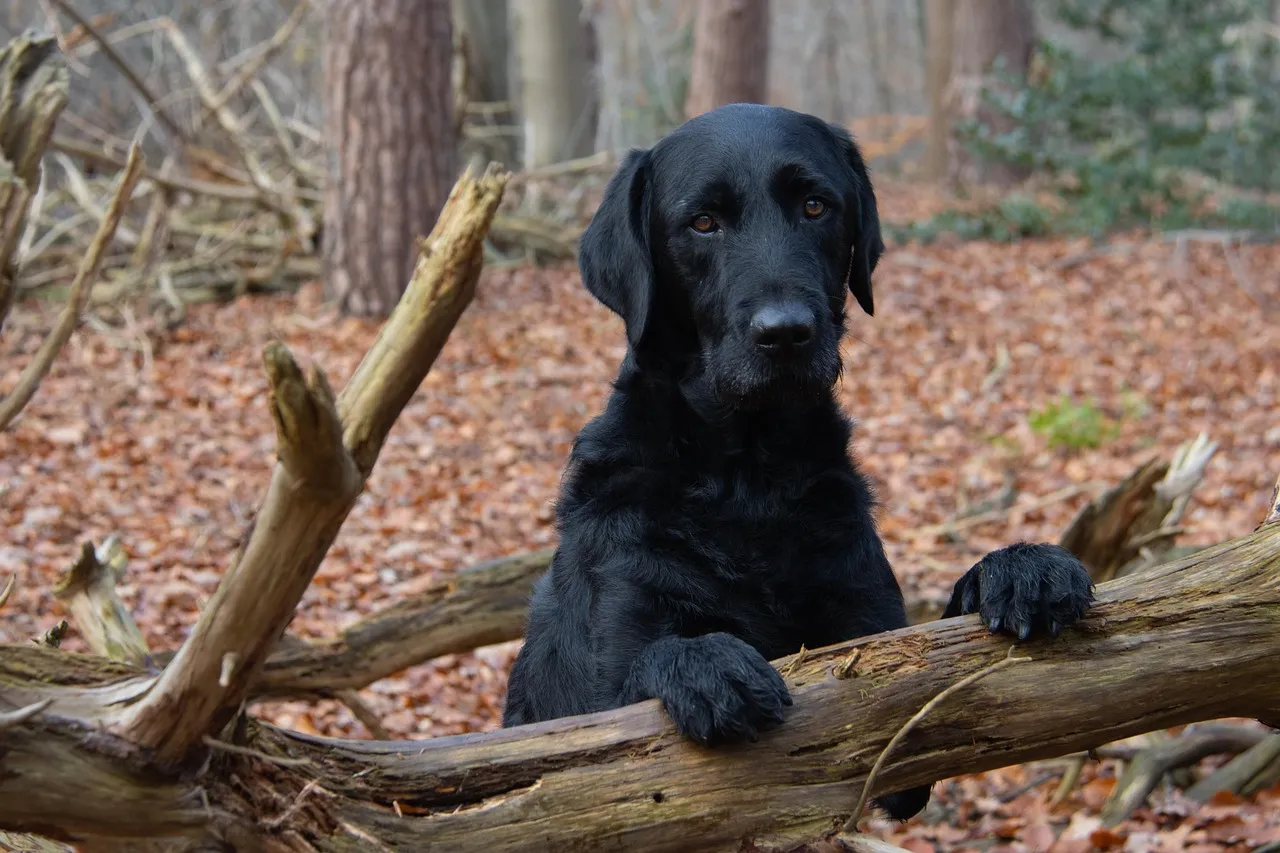 smutný labrador v lese