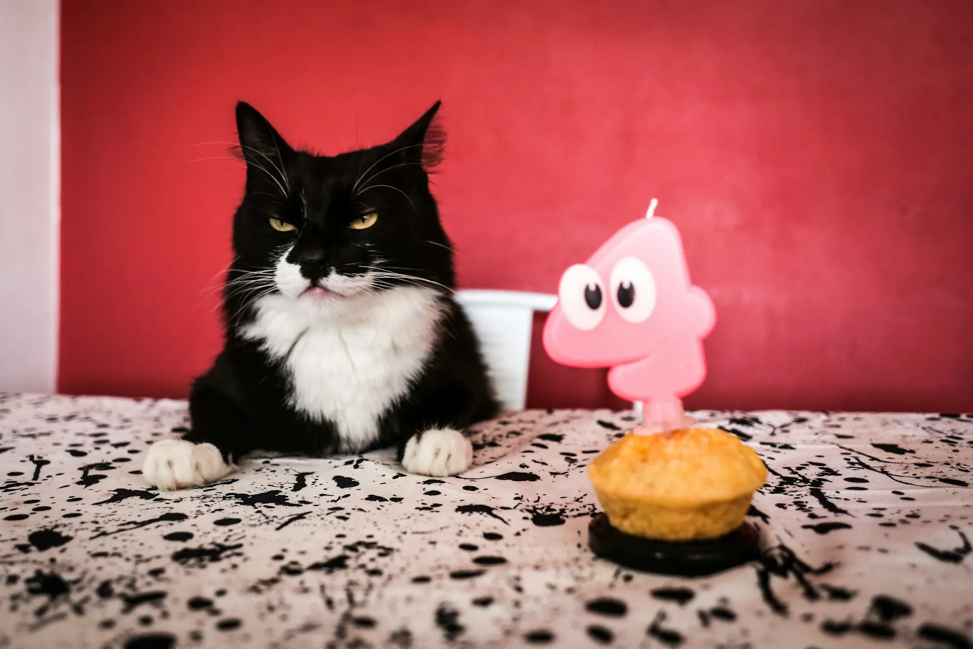 naštvaná kočka vedle narozeninového muffinu