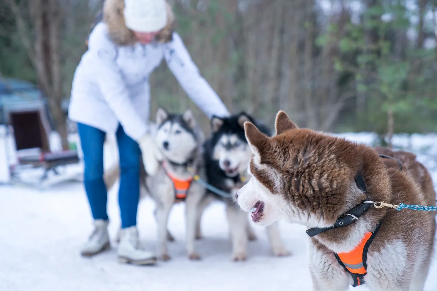 Tři psi husky v postrojích na zasněžené cestě u lesa, v pozadí žena v bílé bundě