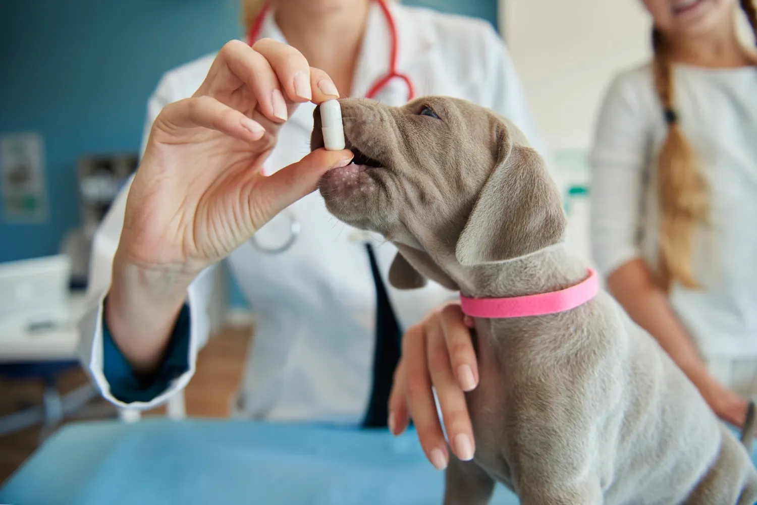 Veterinářka podává šedému štěněti výmarského ohaře bílou tobolku