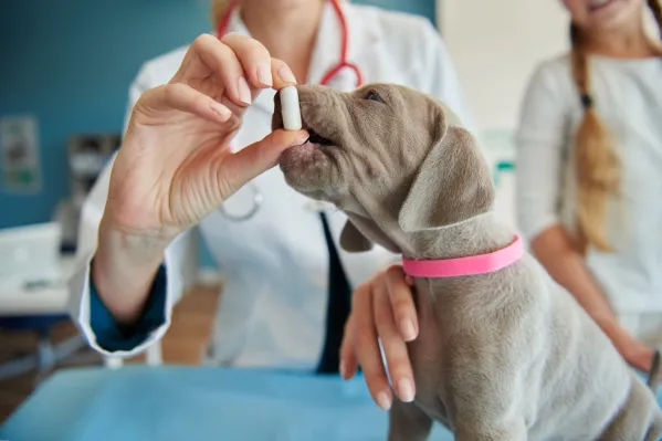 Veterinářka podává šedému štěněti výmarského ohaře bílou tobolku