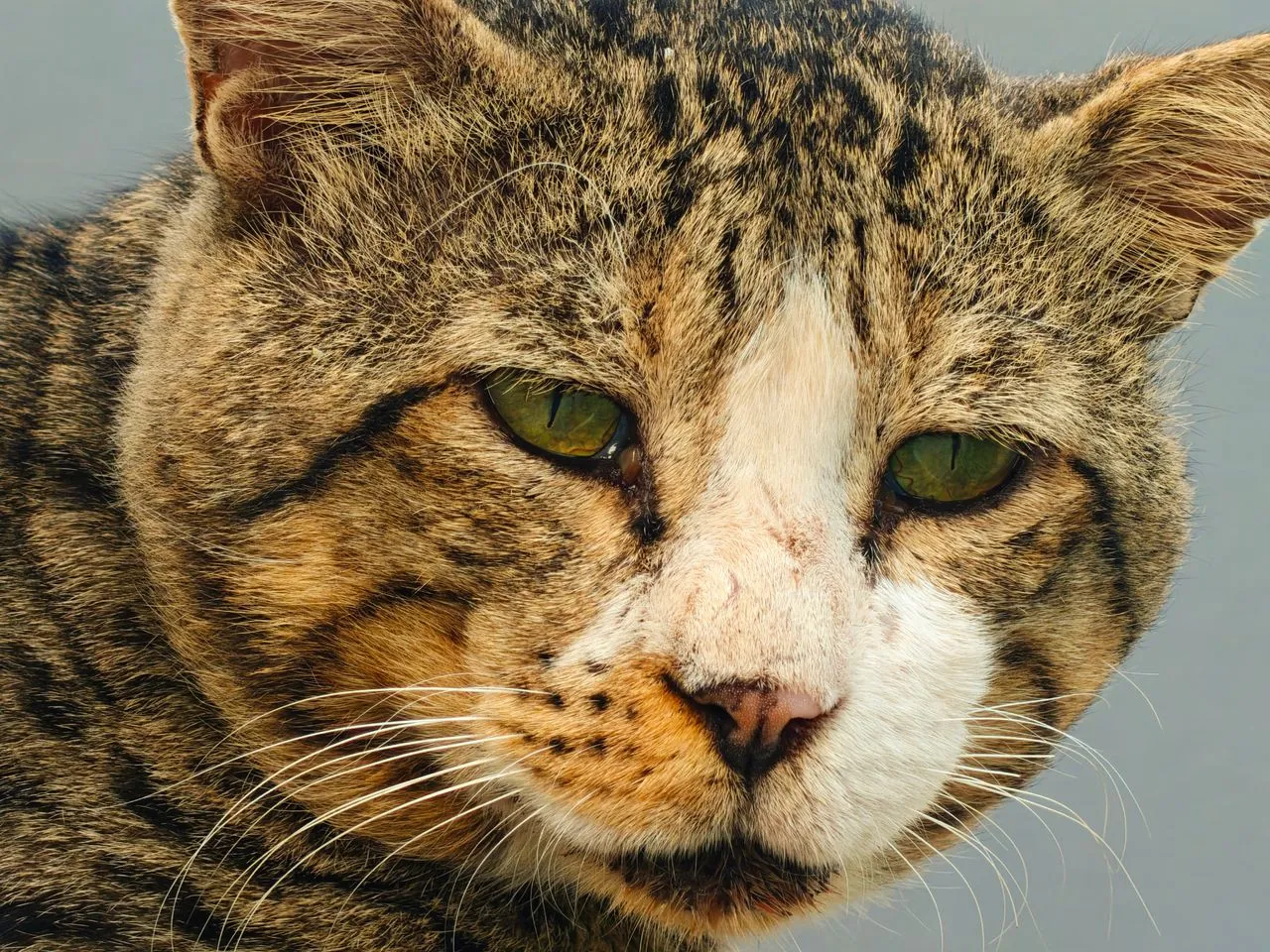 Detail hlavy starší mourovaté kočky se zelenýma očima a bílým čenichem