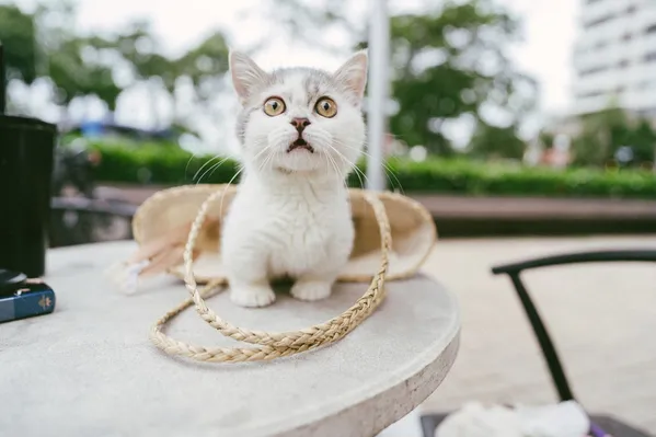 Bílošedé koťátko s krátkýma nohama sedí ve slaměné tašce na stole