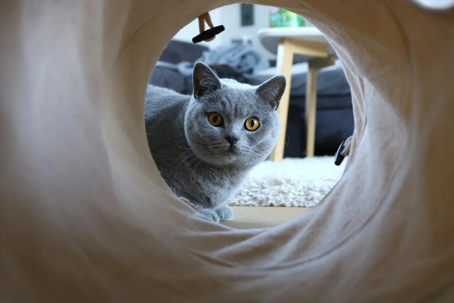 Šedá britská kočka nakukuje do látkového tunelu.
