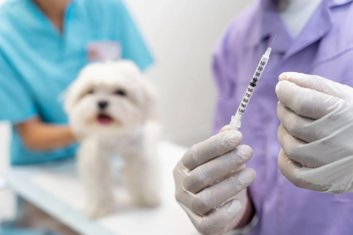 Bílý pejsek u veterináře, v popředí ruka se stříkačkou.
