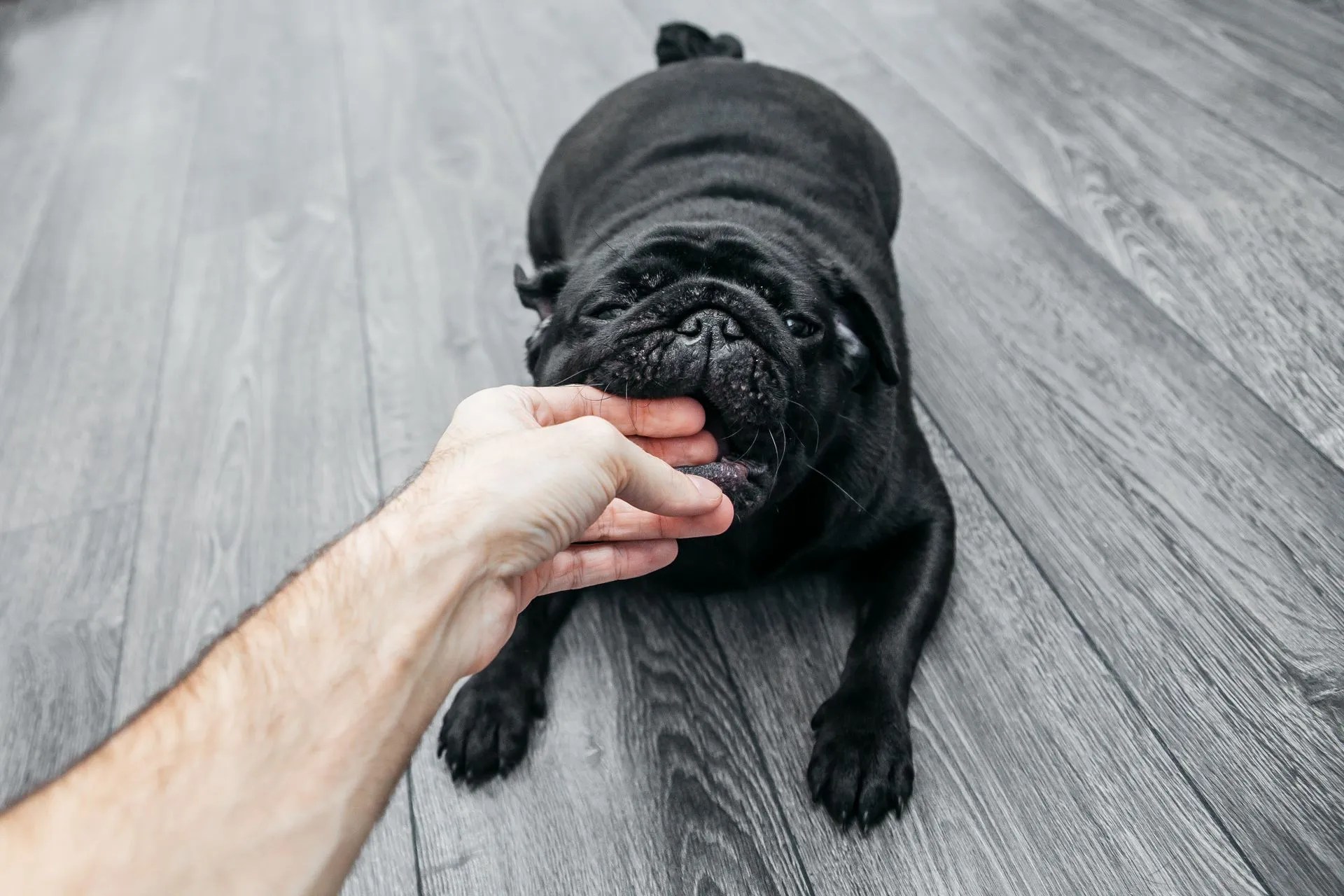 Černý mops okusuje ruku majitele.
