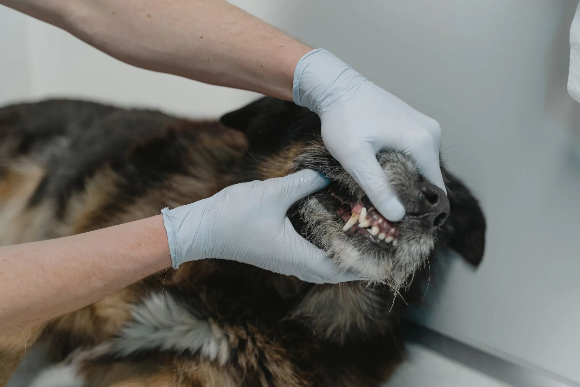 Placatý čumáček je k sežrání, zubům v něm ale chybí místo. (Zdroj: Pexels)